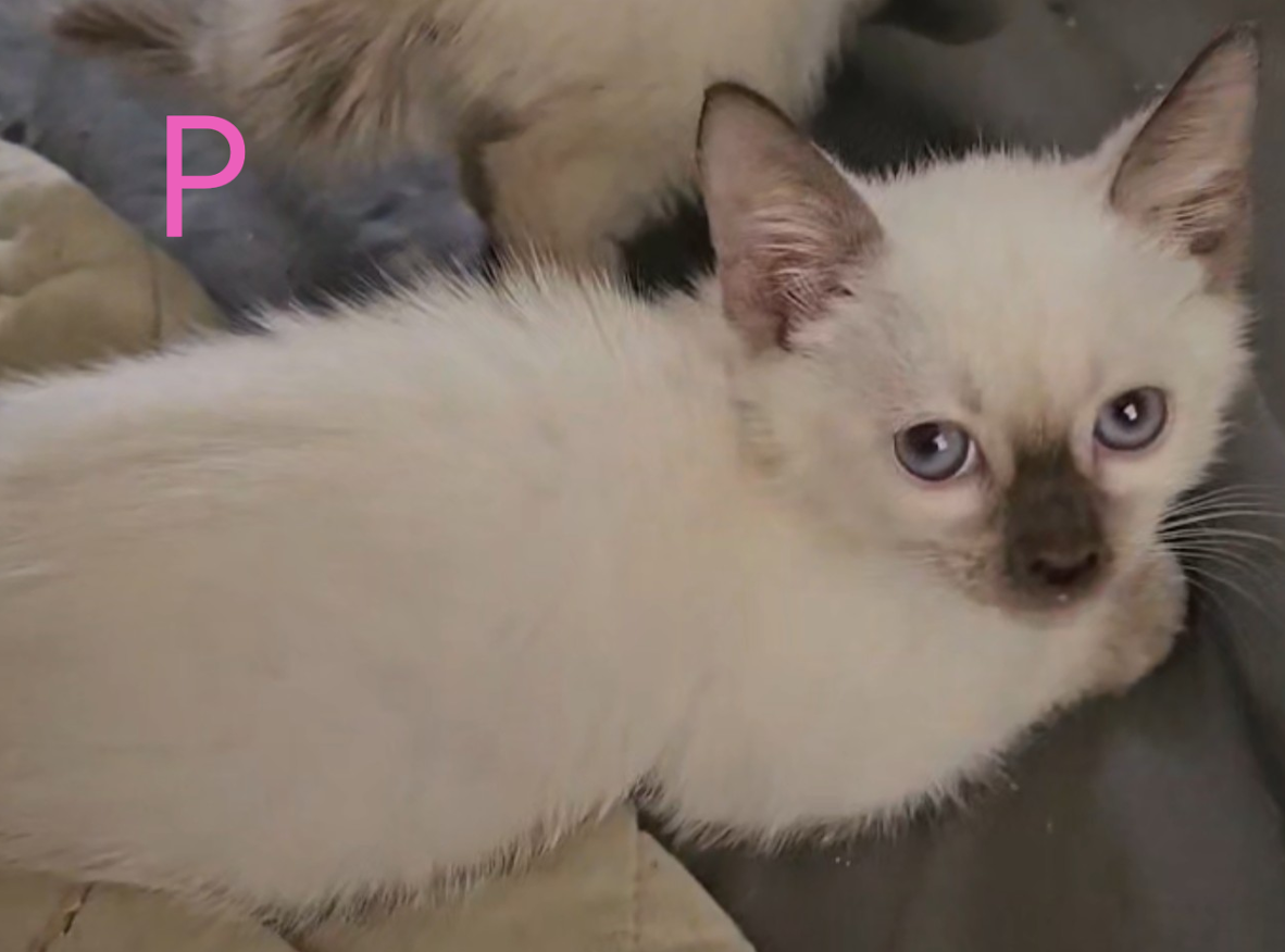 KittyCatKat Sweet Lilac Stardust Shimmers - Star, Lilac Point Female Siamese Coming Soon