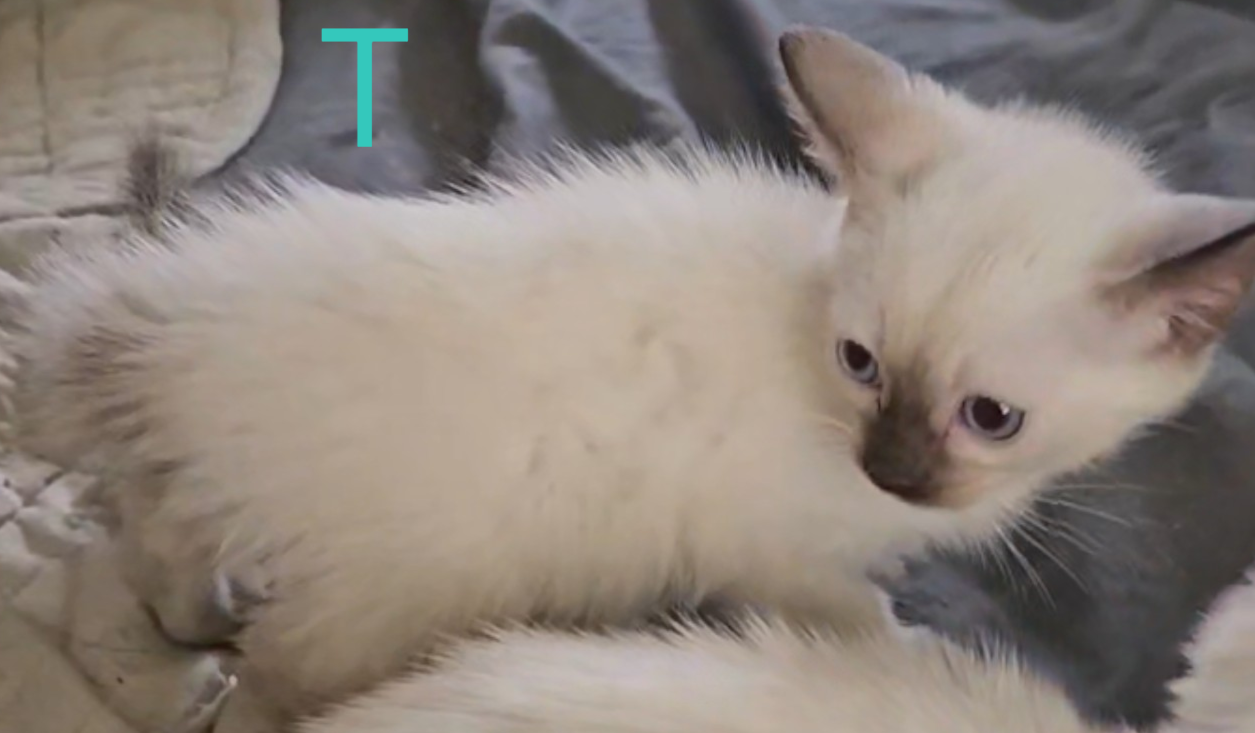 KittyCatKat Sweet Sienna Mocha Swirl - Sienna, Chocolate Point Female Siamese - Cooming Soon