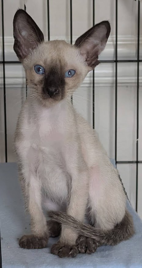 Seal Point Siamese Male, Sabastian