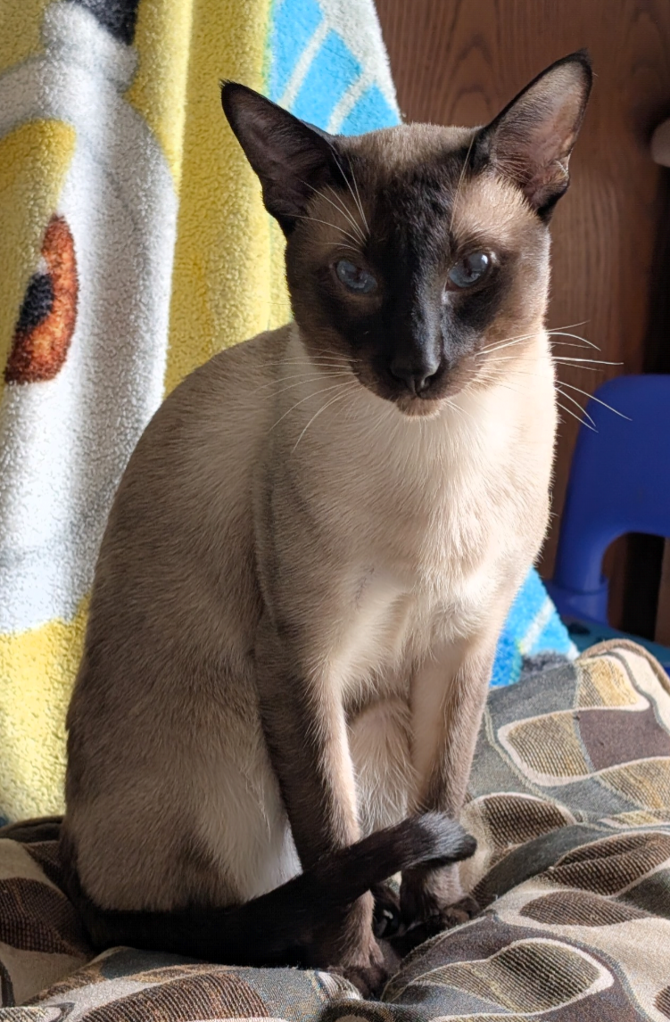 Siamese King/Stud