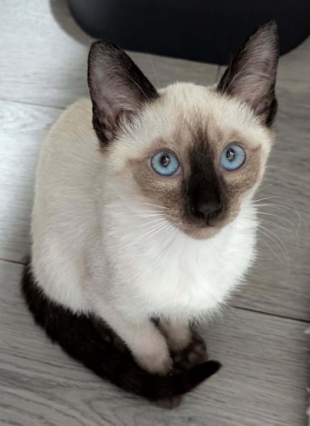CFA Seal Point Siamese Female, Sapphire