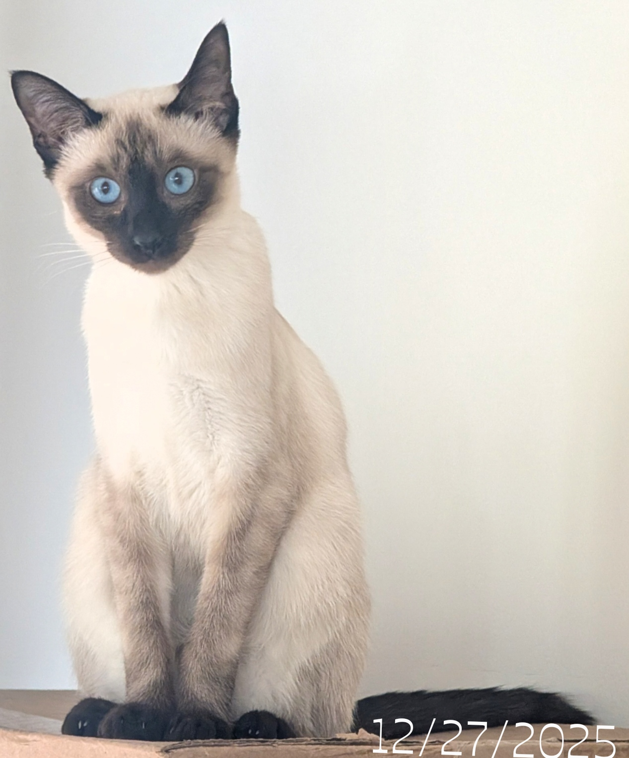 CFA Seal Point Siamese Female, Sapphire