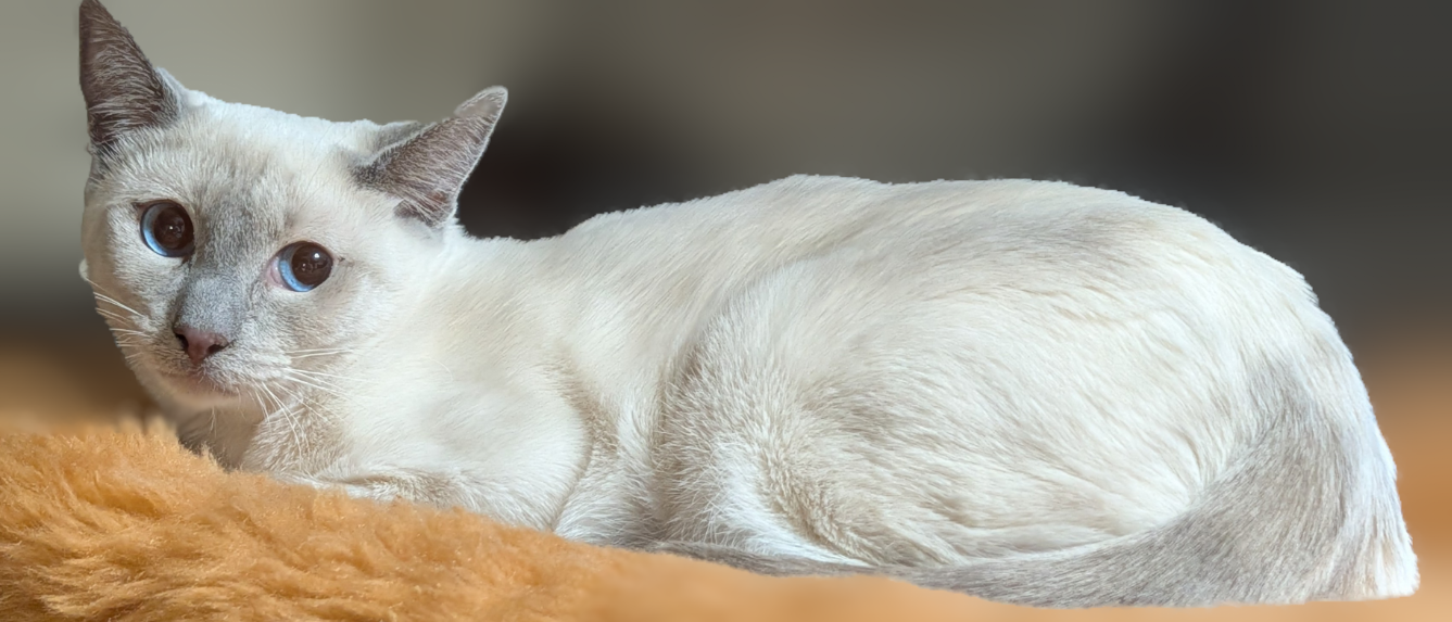 Sweet Sasha Lilac Lace - Sasha, Lilac Point Female Siamese