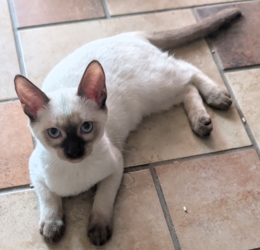 KittyCatKat Shyla Chocolate Kiss - Shyla, Chocolate Point Female Siamese