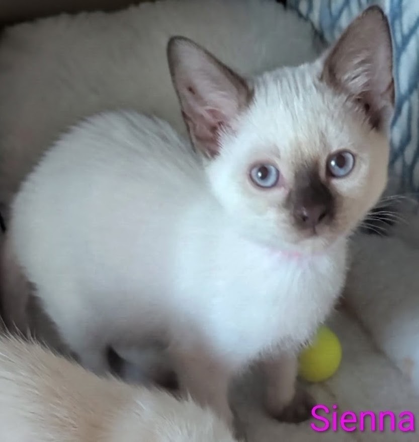 KittyCatKat Sienna Mocha Swirl - Sienna, Chocolate Point Female Siamese