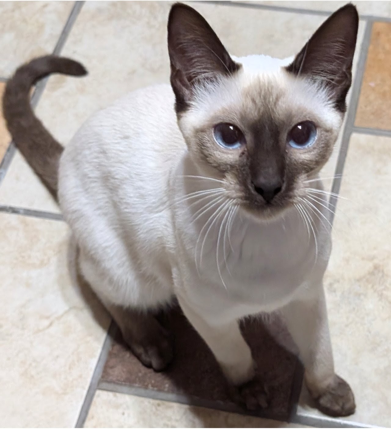 S'mores, Chocolate Point Female Siamese