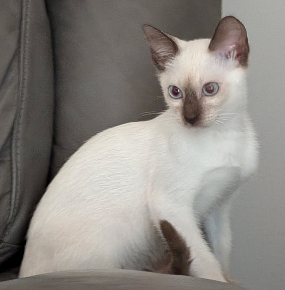 CFA Chocolate Point Siamese Female, S'mores