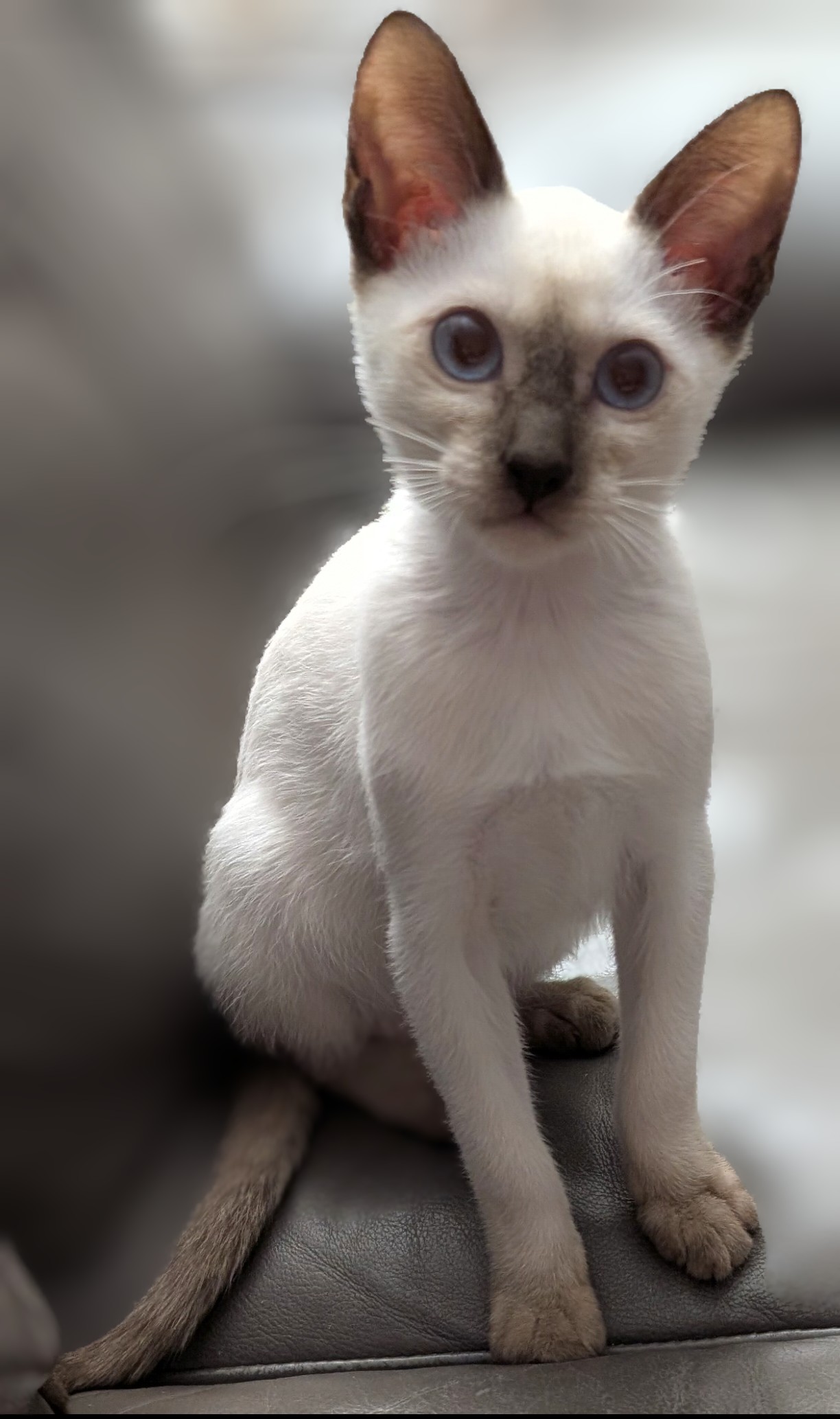 CFA Chocolate Point Siamese Female, S'mores