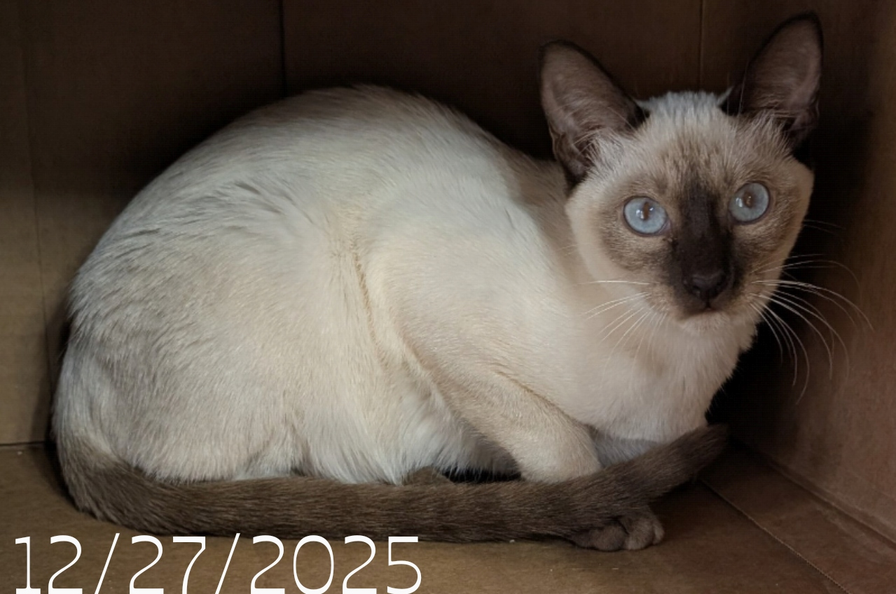 CFA Chocolate Point Siamese Female, S'mores