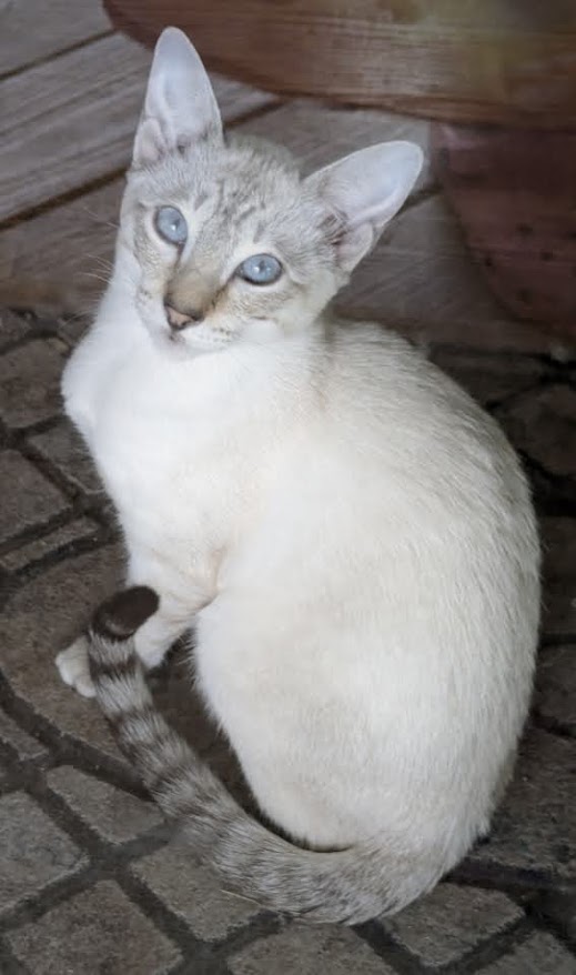 TICA Seal Point Lynx Siamese Female, Sofia