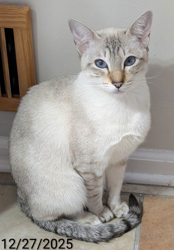 TICA Seal Point Lynx Pattern Siamese Female, Sofia
