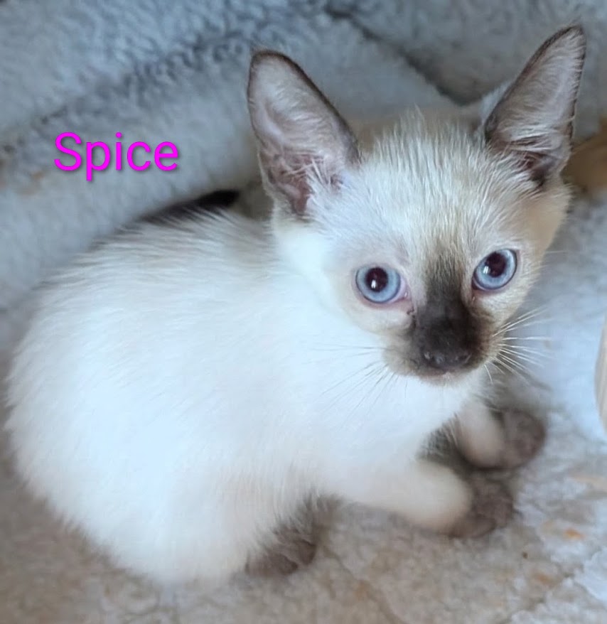 KittyCatKat Spiced Choco Truffle - Spice, Chocolate Point Female Siamese