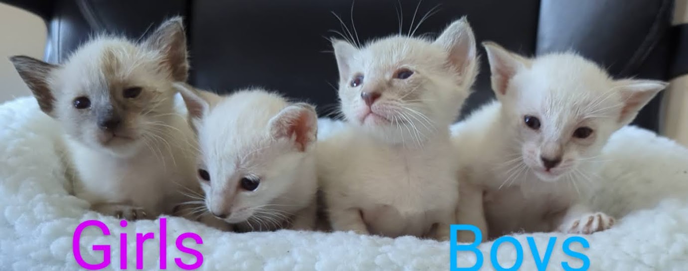 Siamese Kittens For Sale