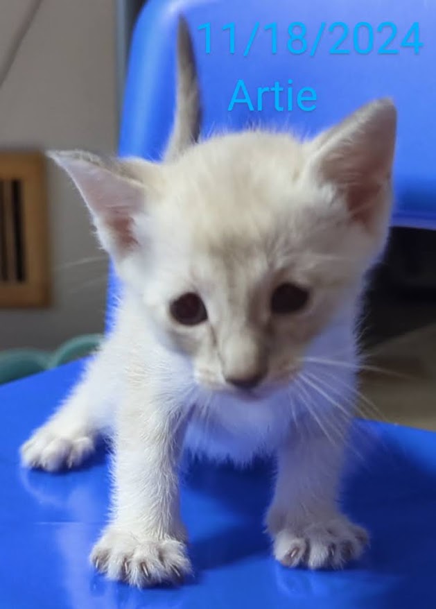 Siamese Kitten For Sale