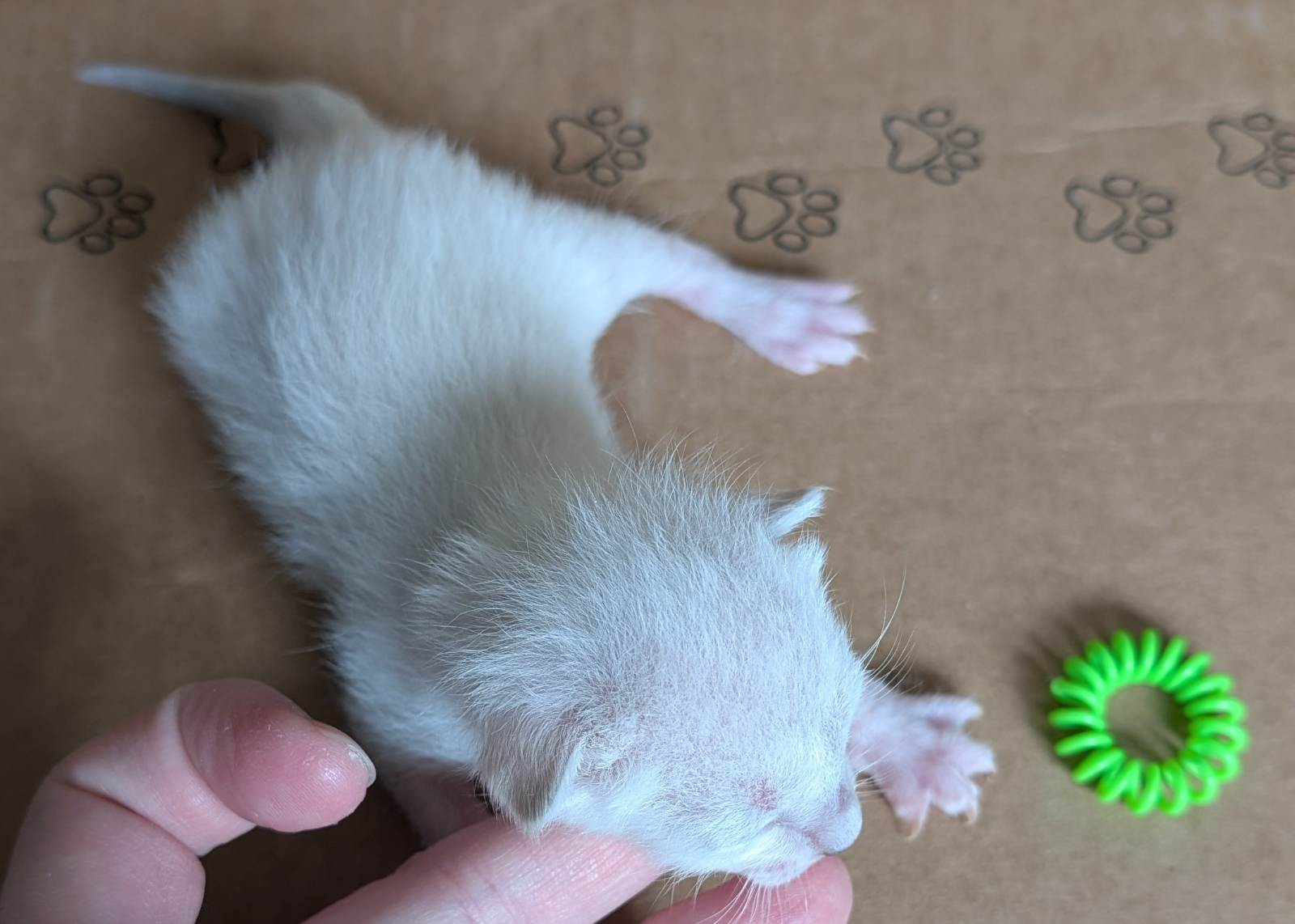 Aspen - Green Collar