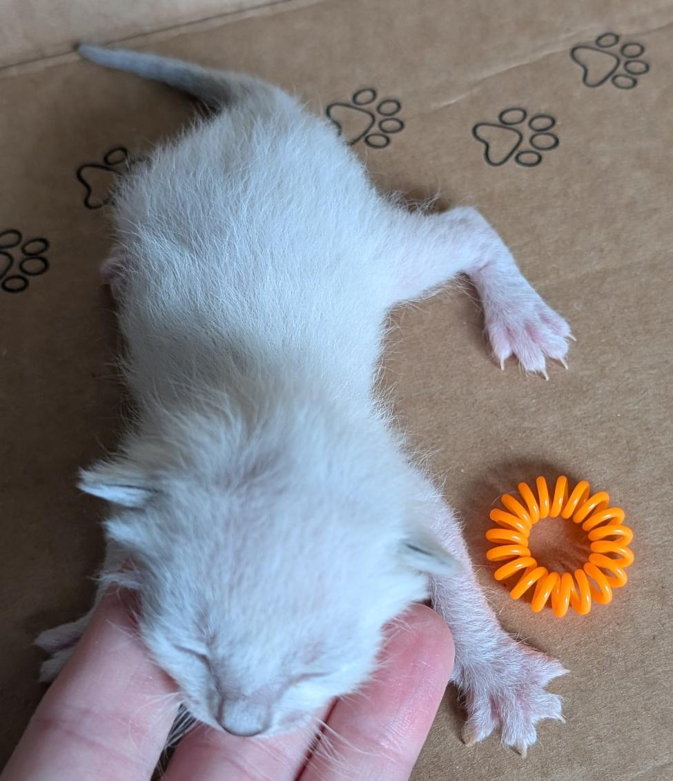 Alex - Orange Collar