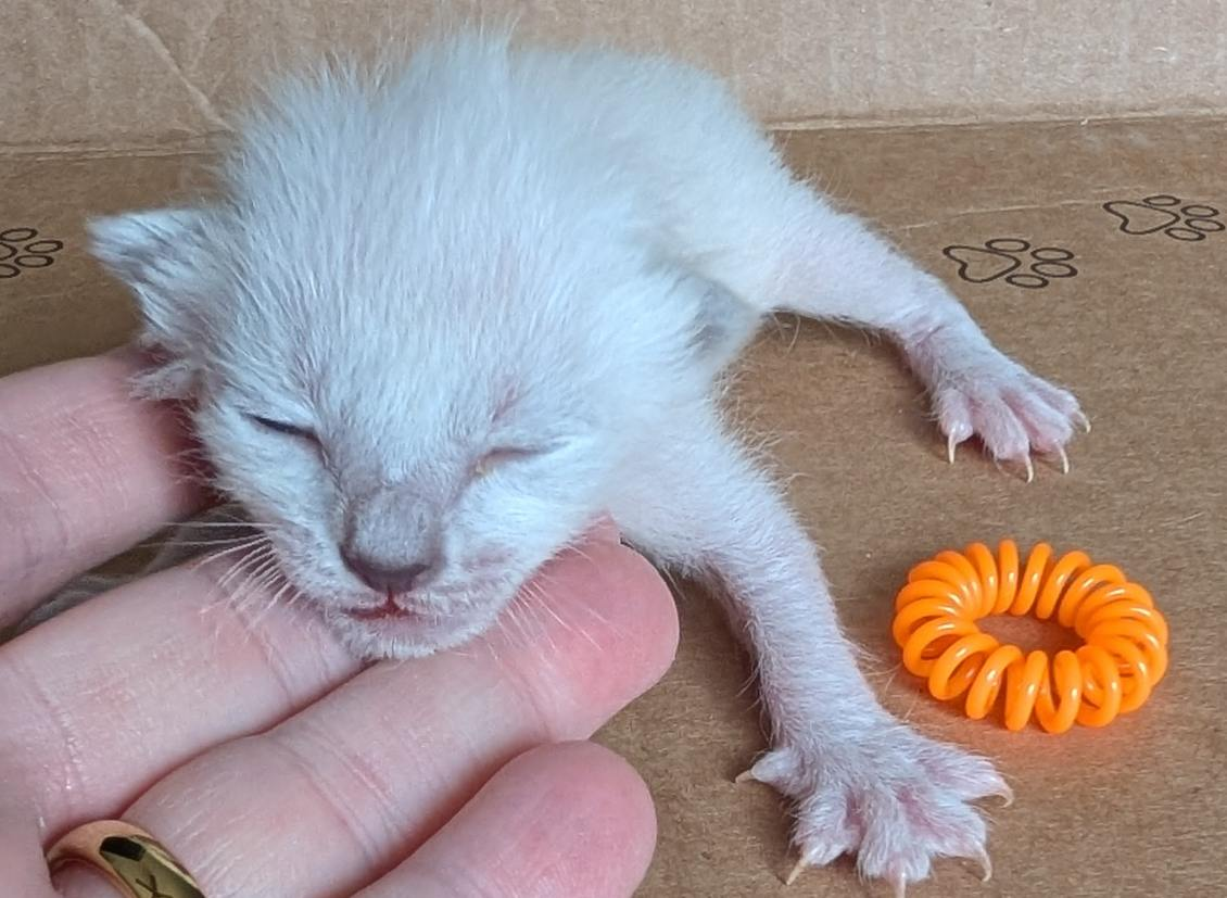 Alex - Orange Collar