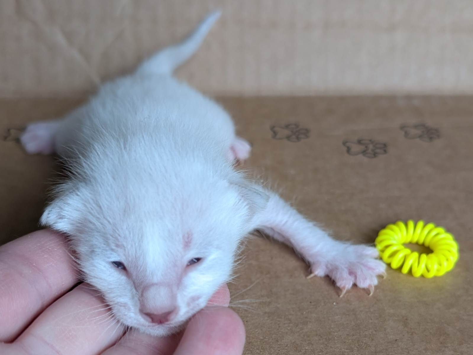 Angel - Yellow Collar