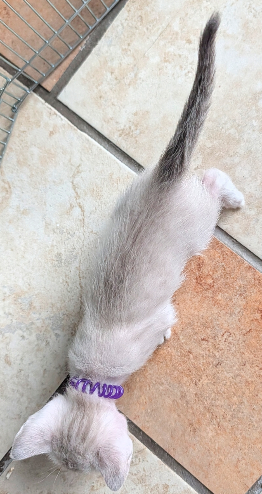 Kitten Body