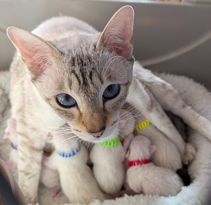 Seal Point Lynx Pattern Siamese, Sofia, and her 6 kittens just born this morning
