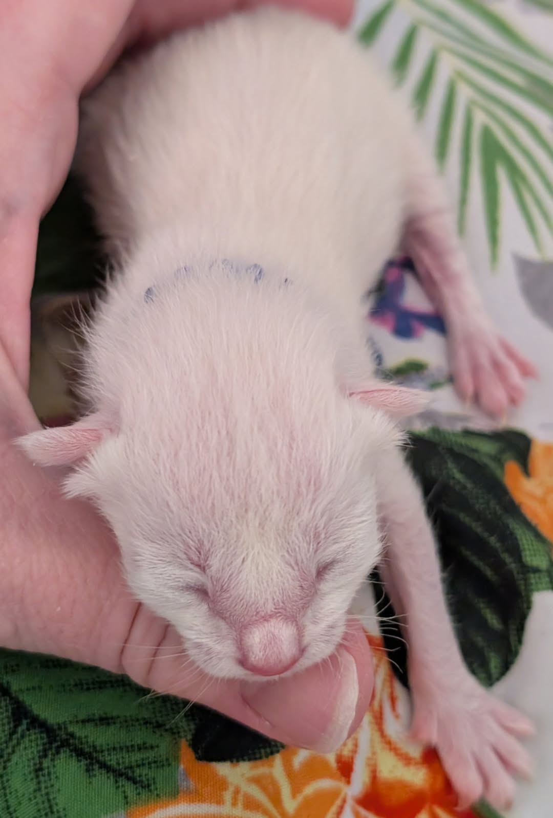 Siamese Kitten For Sale Pic Coming Soon