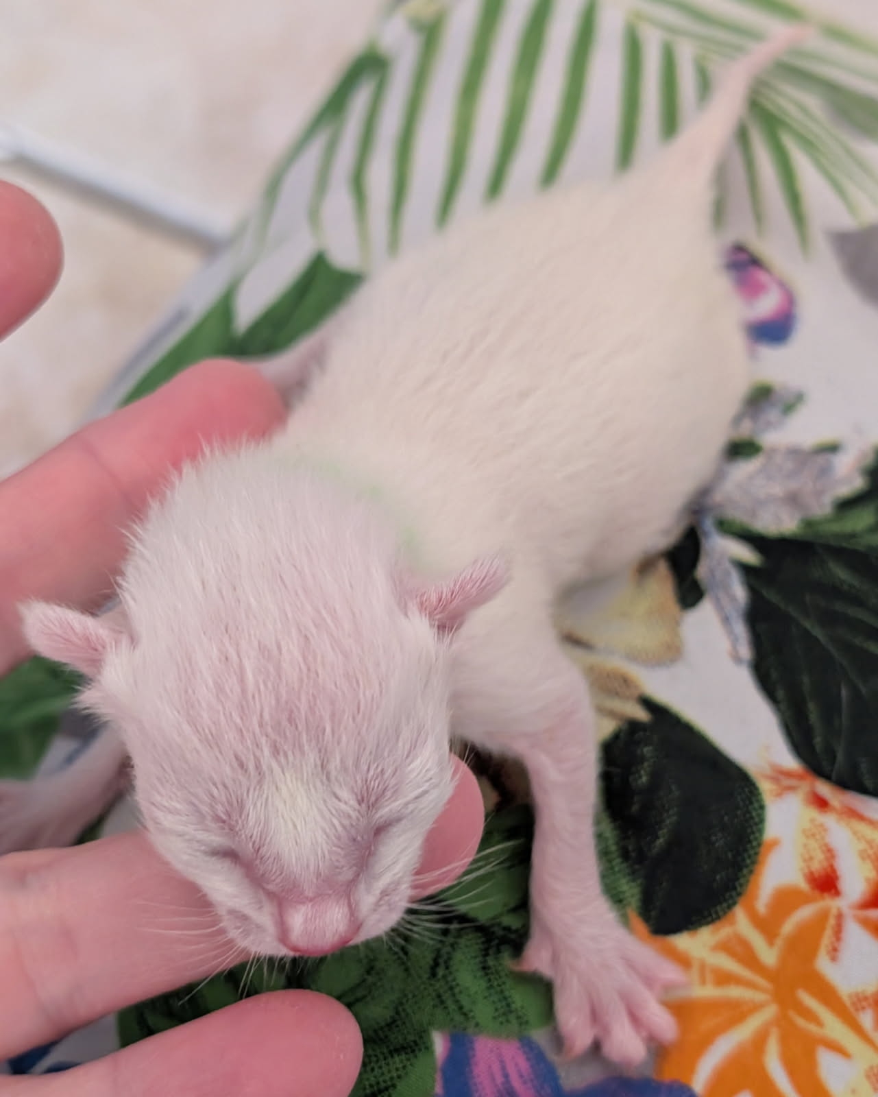 Siamese Kitten For Sale Pic Coming Soon