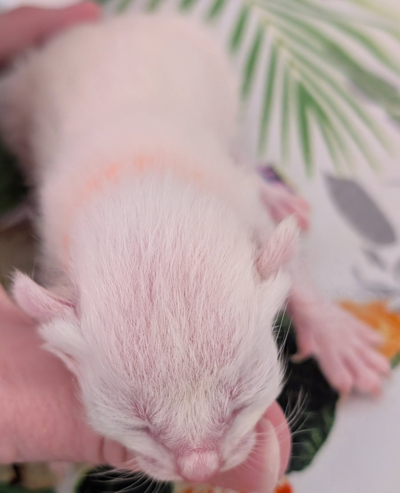 Siamese Kitten For Sale Pic Coming Soon