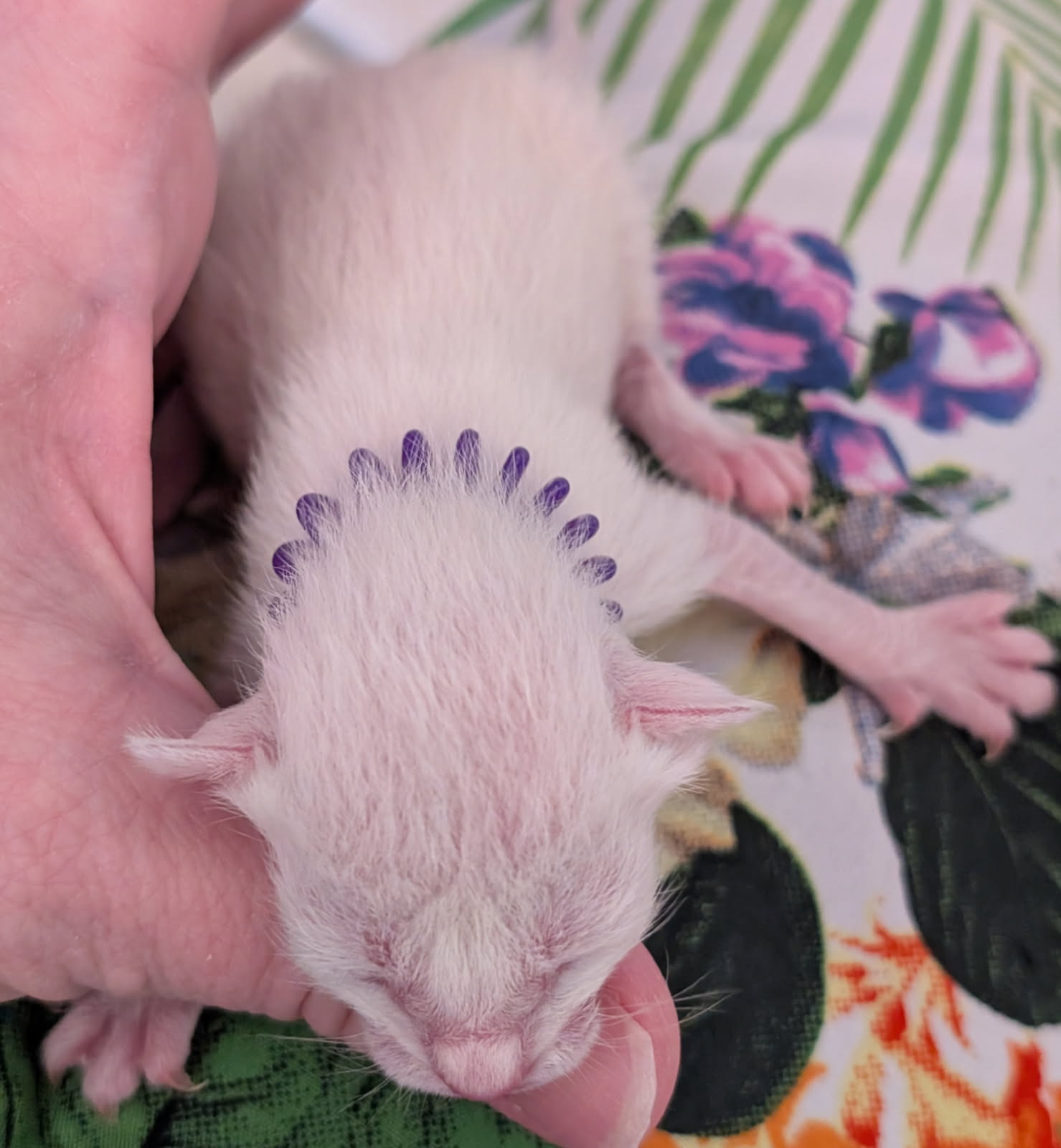 Siamese Kitten For Sale Pic Coming Soon