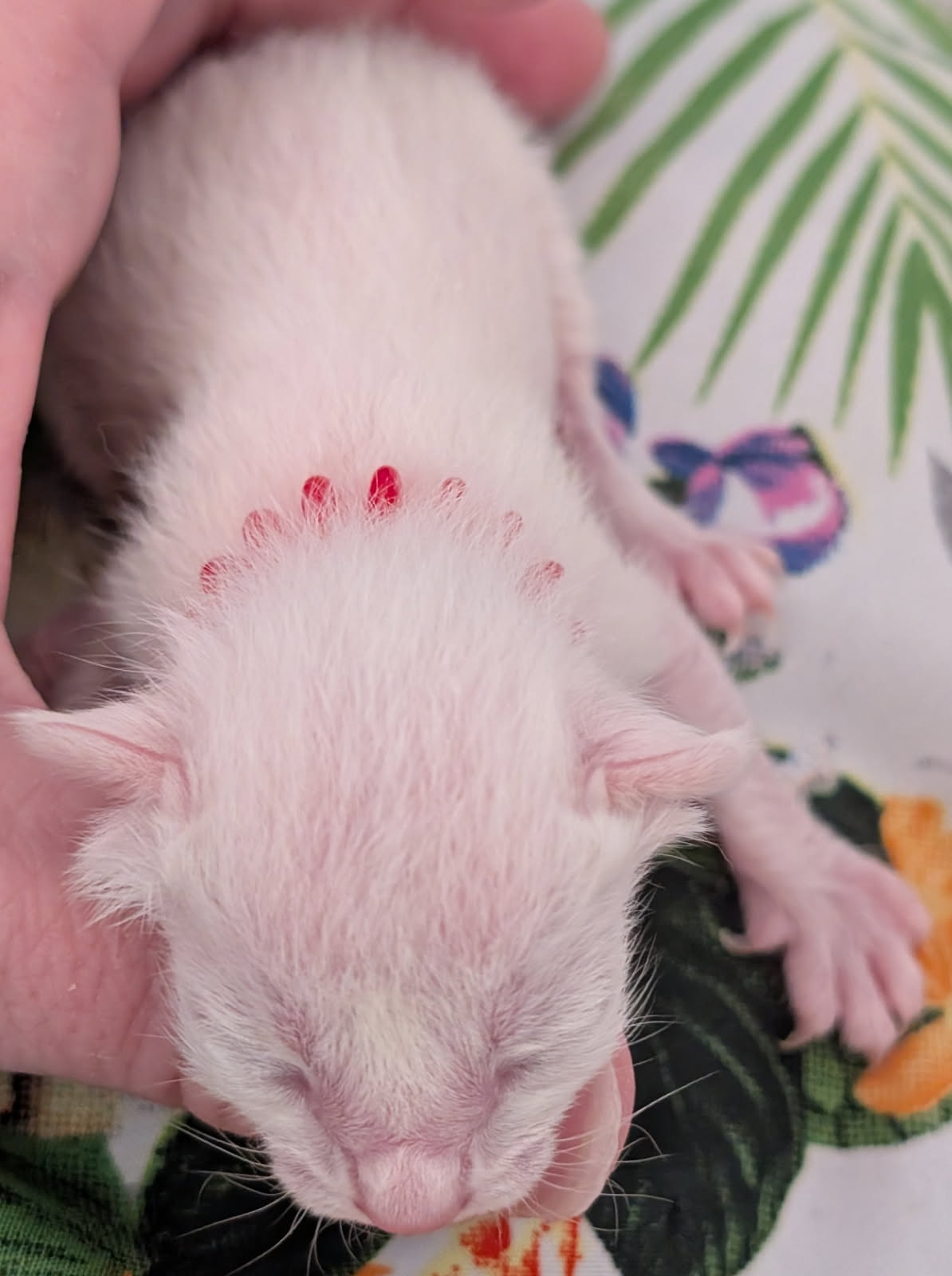 Siamese Kitten For Sale Pic Coming Soon