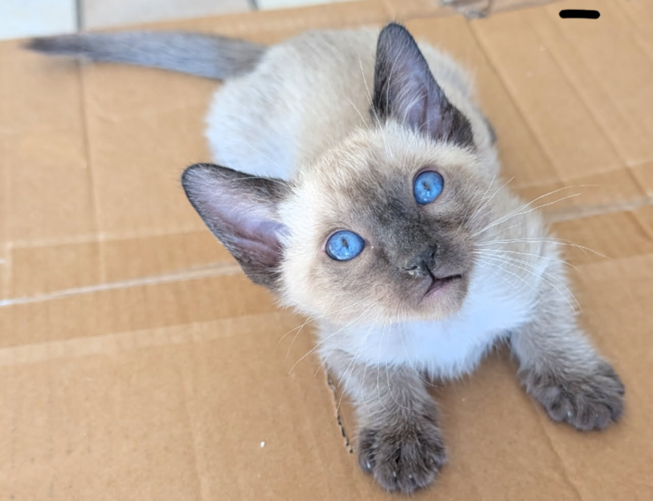 Siamese Kitten For Sale
