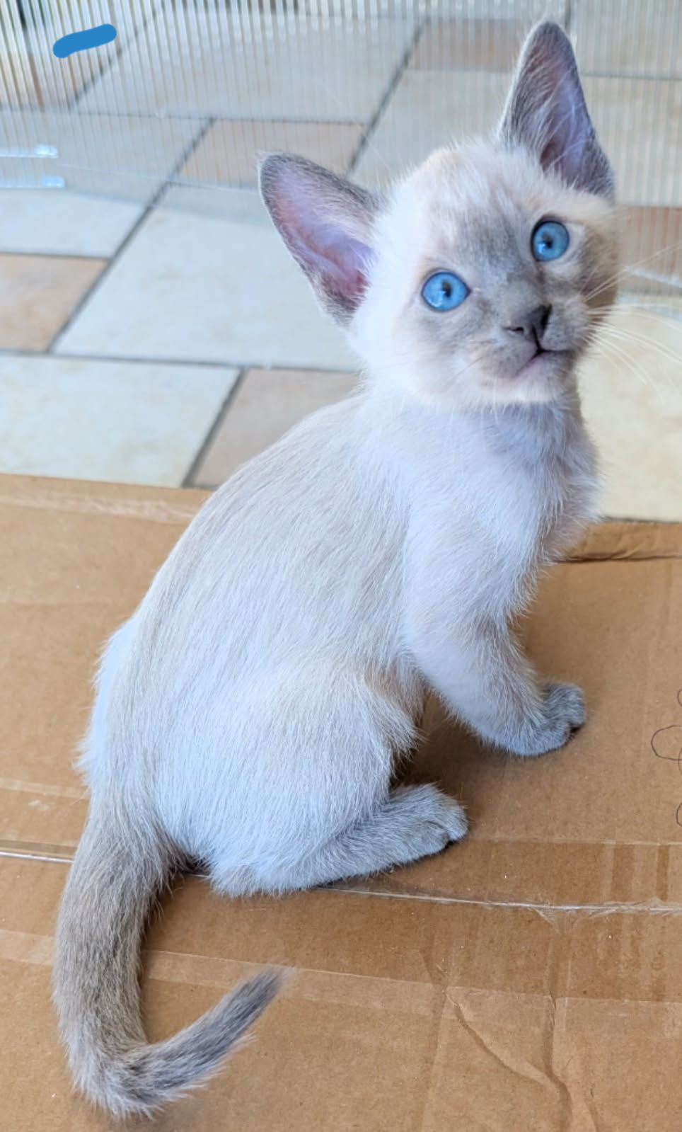 Siamese Kitten For Sale