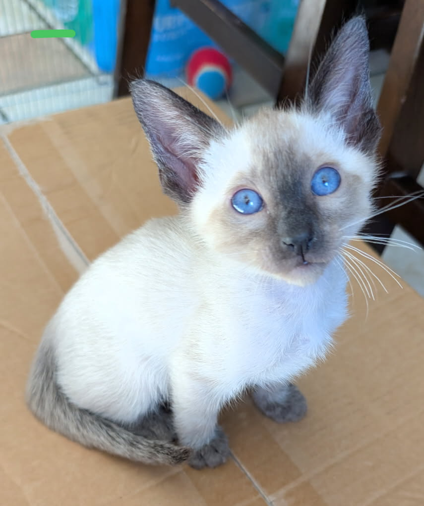 Siamese Kitten For Sale