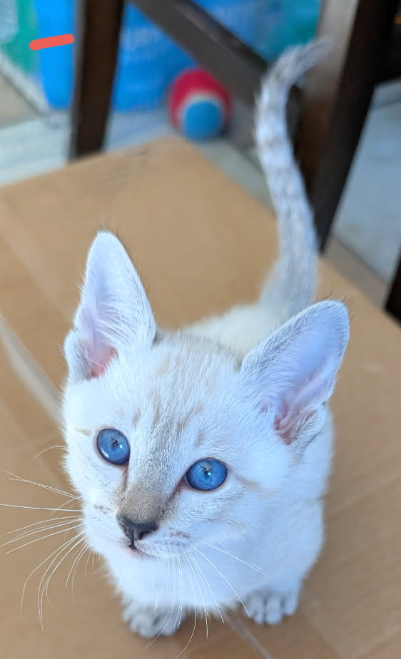 Siamese Kitten For Sale