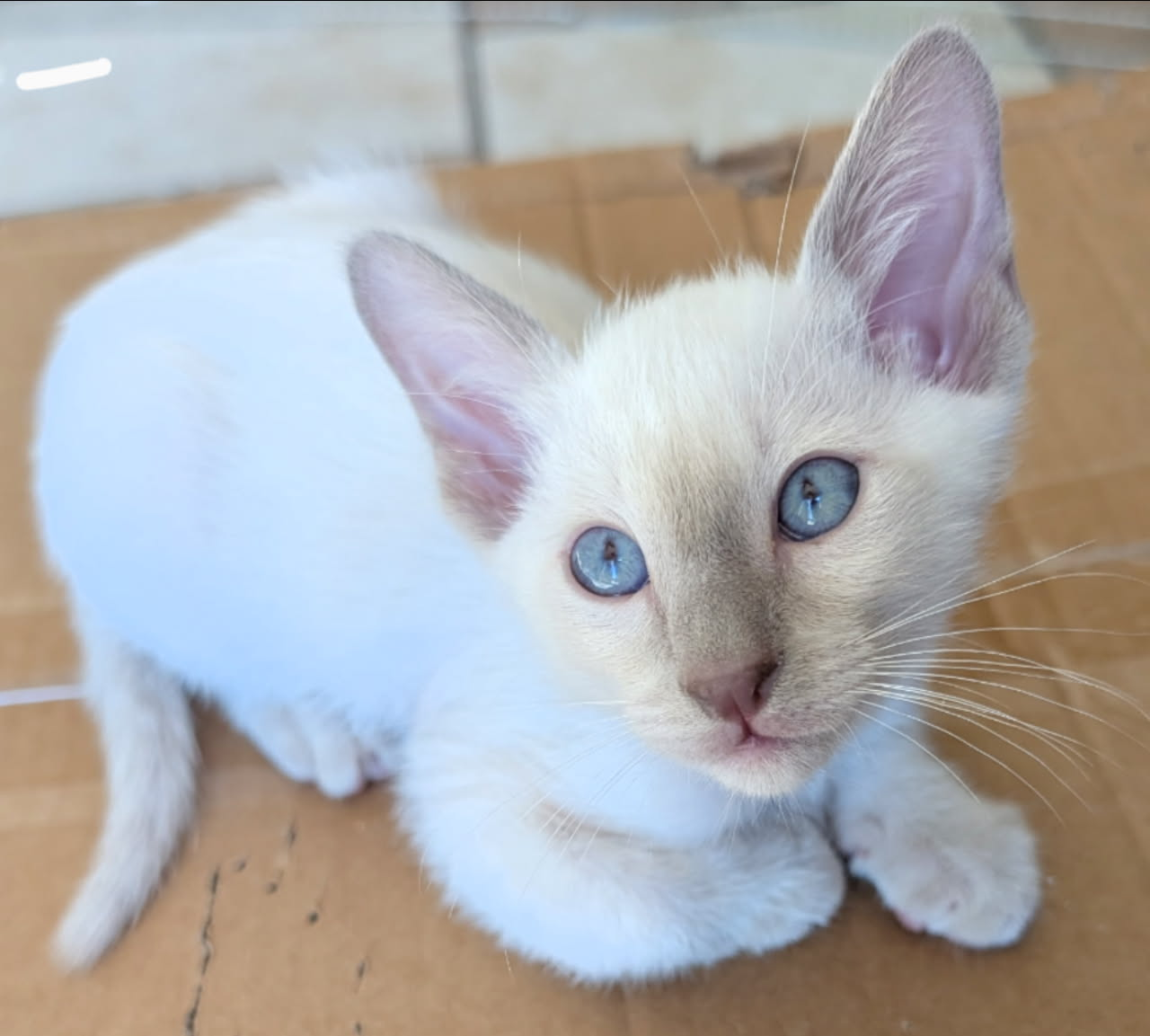 Siamese Kitten For Sale