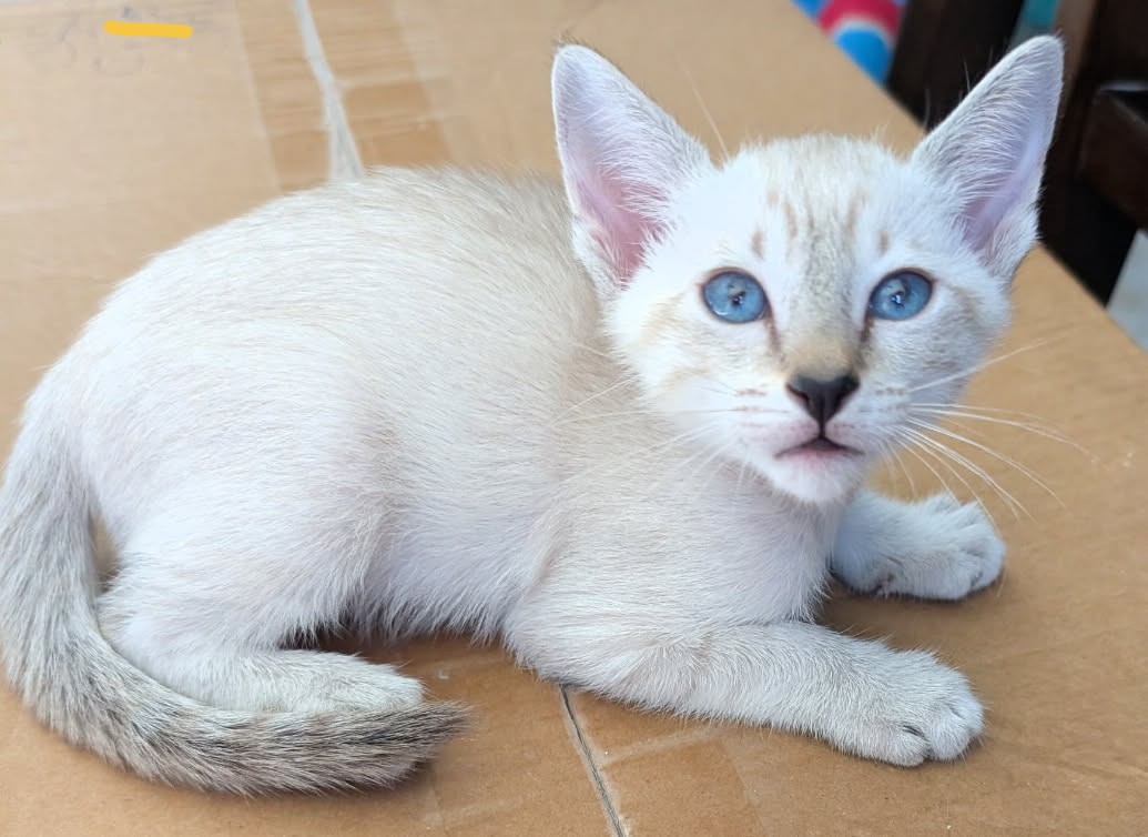 Siamese Kitten For Sale