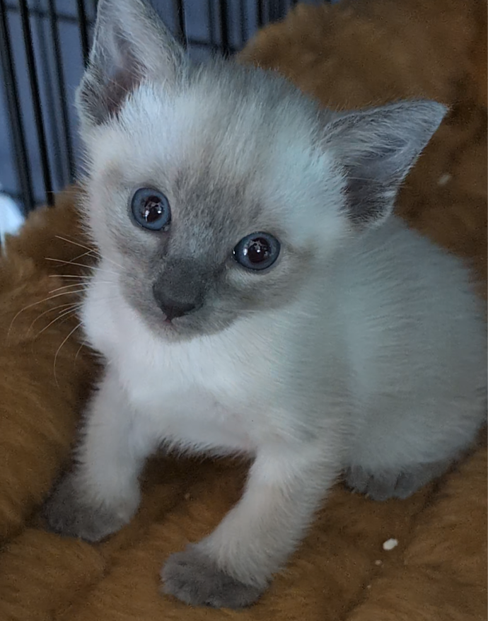 Siamese Kittens For Sale