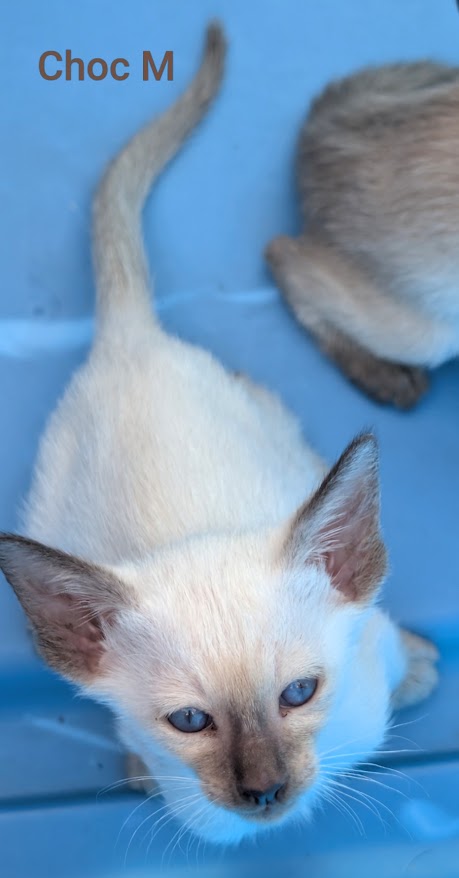Kitten Face