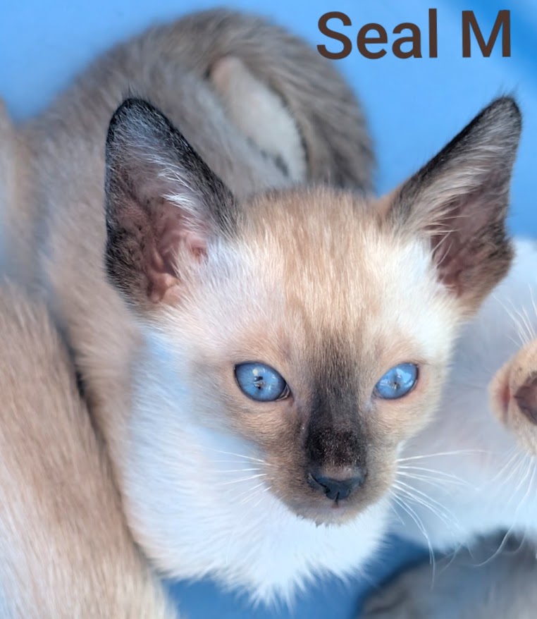 Kitten Face
