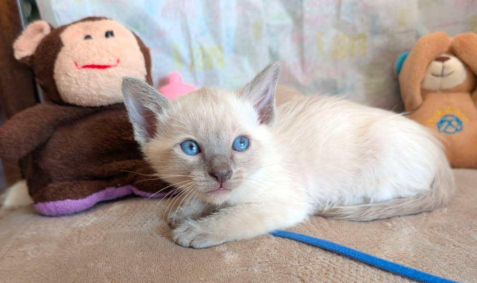 Siamese Kitten For Sale