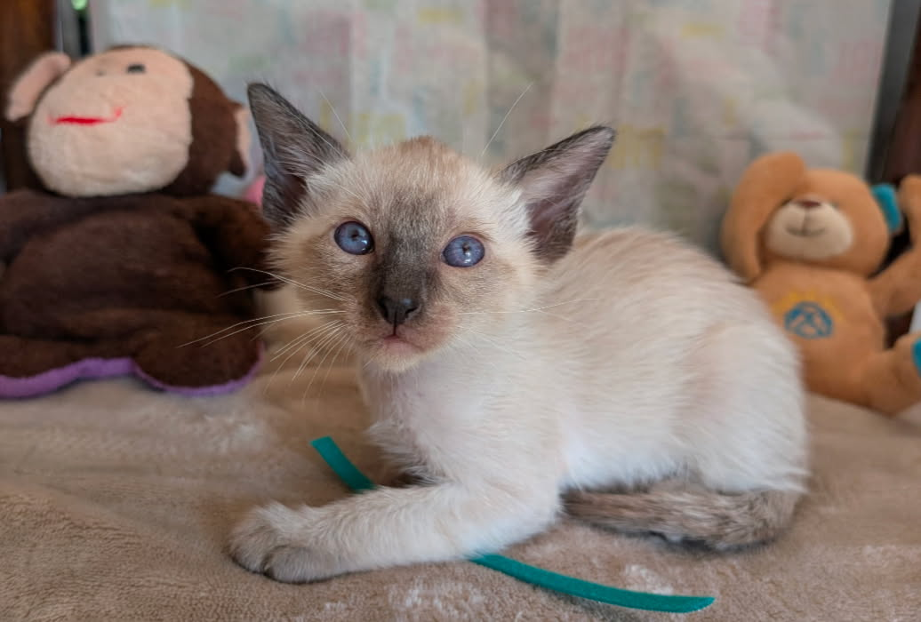 Siamese Kitten For Sale