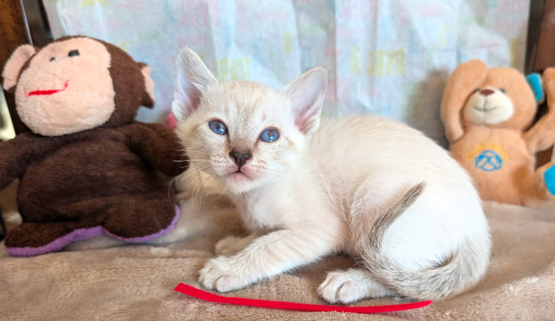 Siamese Kitten For Sale