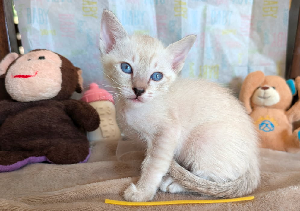 Siamese Kitten For Sale