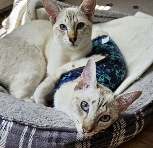Past Siamese Kitten