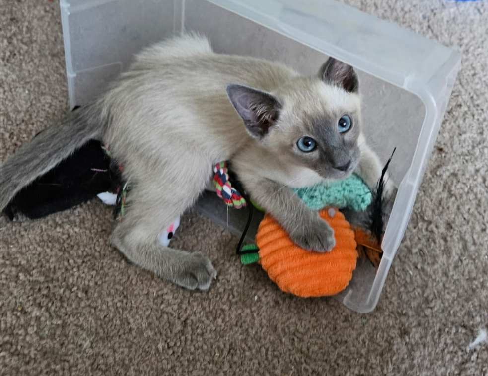 Past Siamese Kitten