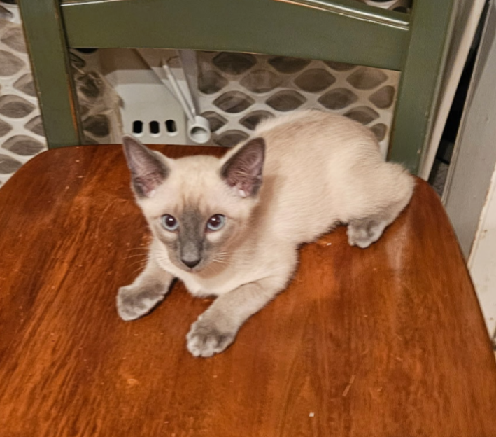Past Siamese Kitten