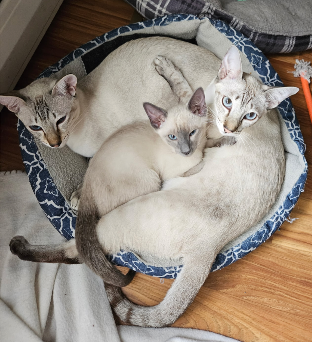 Past Siamese Kitten