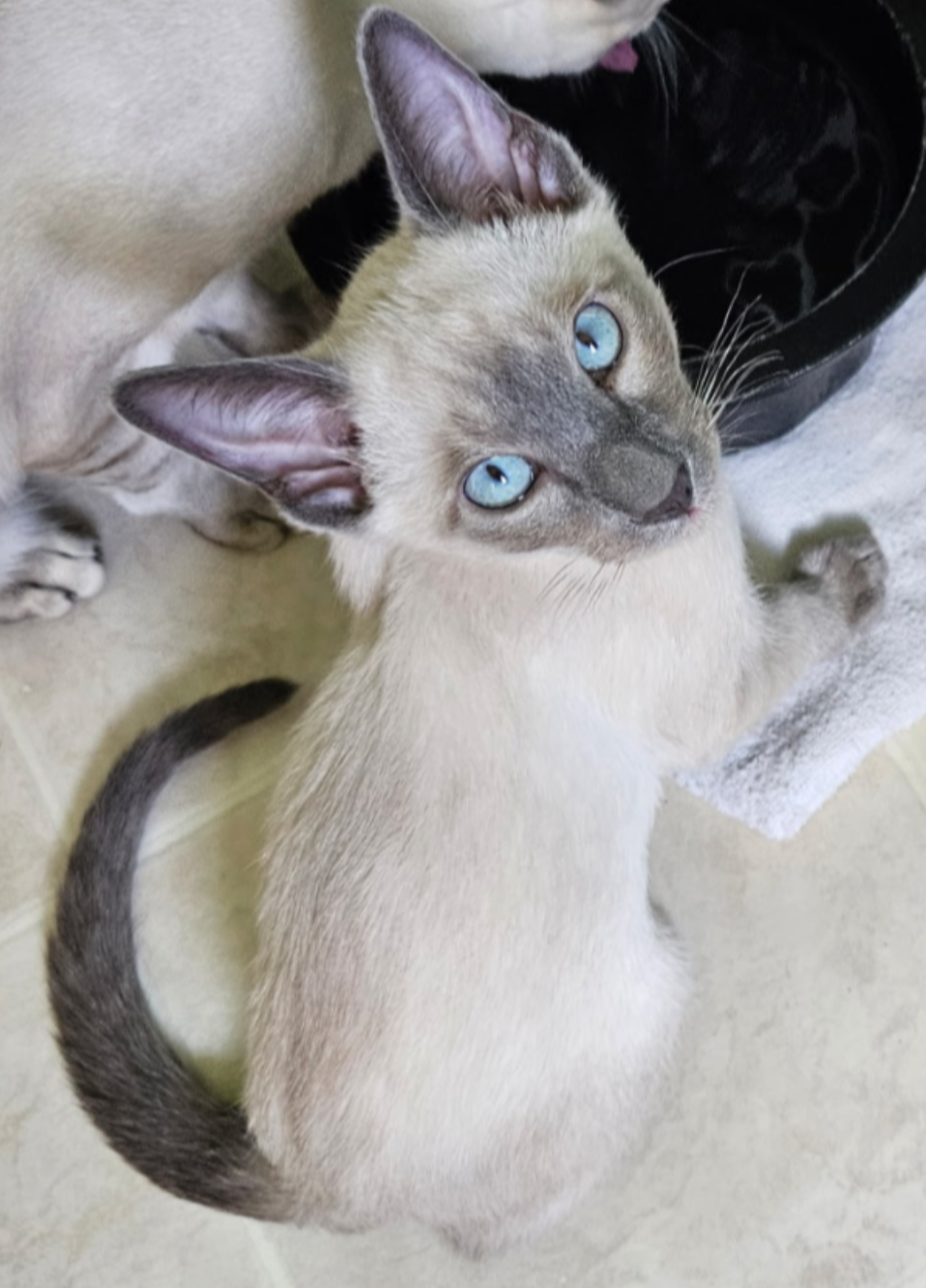 Past Siamese Kitten