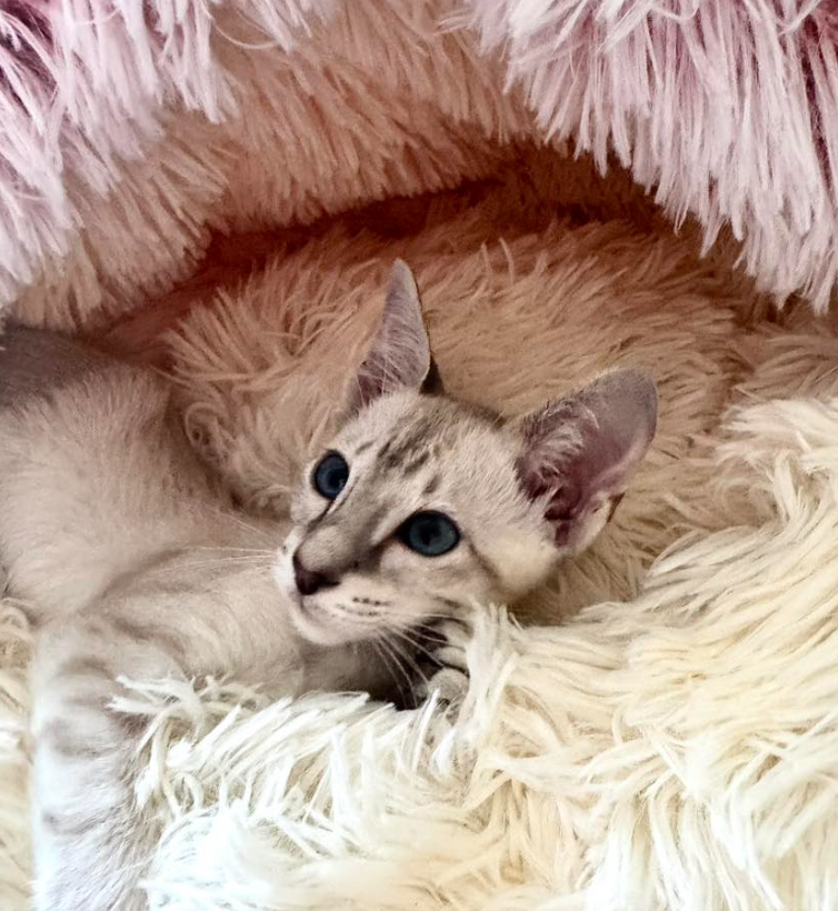 Past Kitten