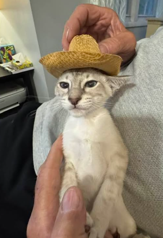 Past Kitten