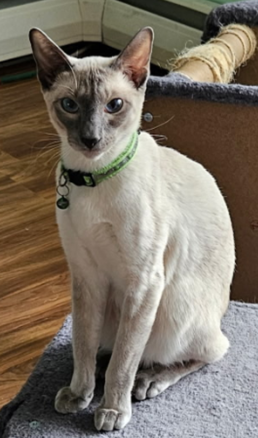 Past Kitten